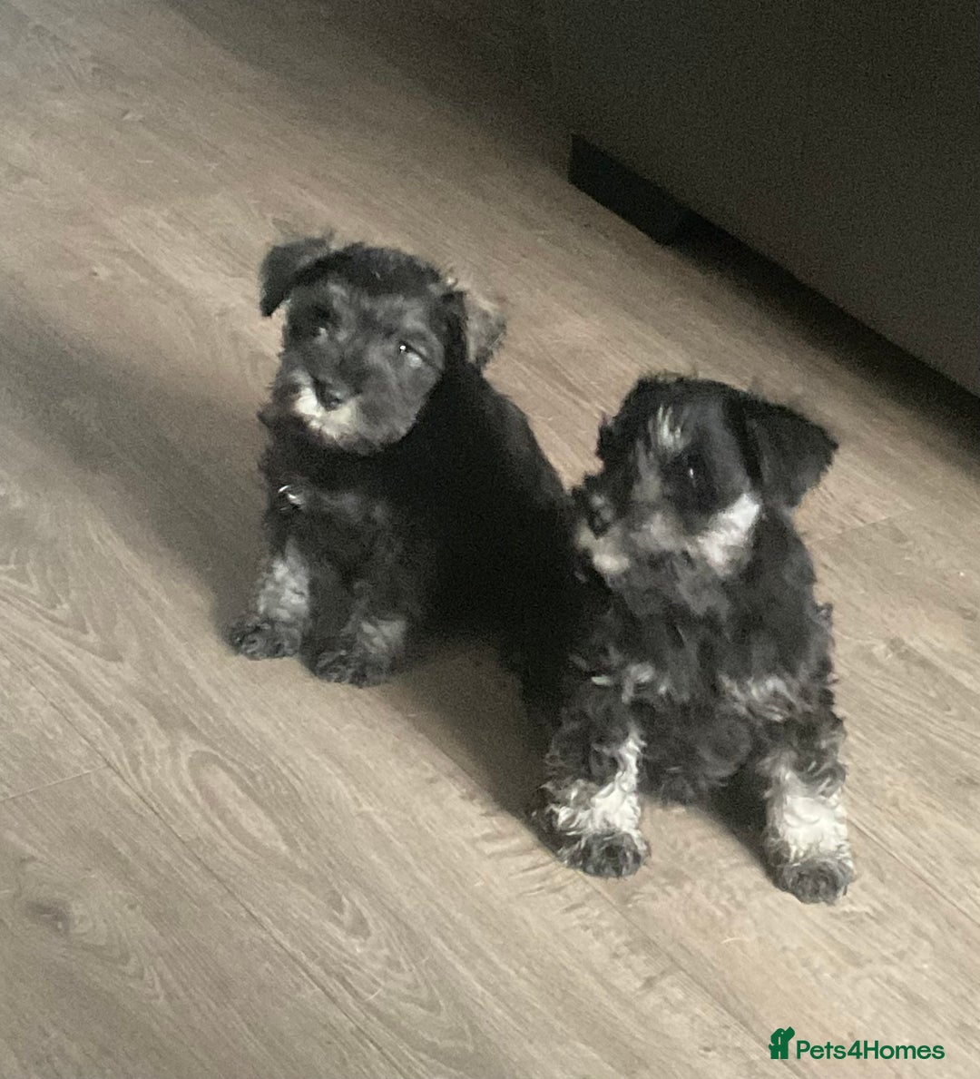 Miniature Schnauzer dogs for sale: Black/Silver & Pepper/Salt male /females - Image 2
