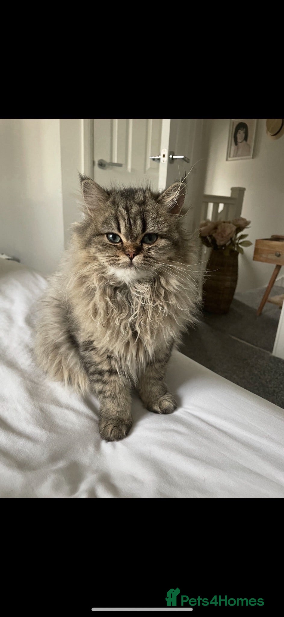 Persian cats Stunning Persian kittens 🫶🏽 - Advert 3