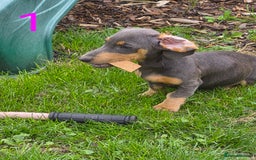 Miniature Dachshund dogs for sale: Miniture dachshunds  - Image 3
