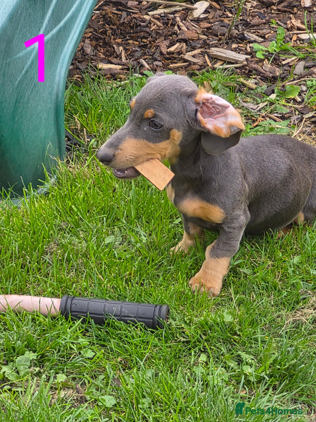 Miniature Dachshund dogs for sale: Miniture dachshunds  - Image 3