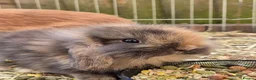 Mini Lion Lop rabbits for sale: 4 male lion lops  - Advert 9