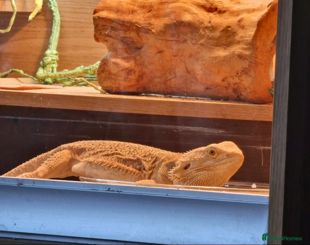Bearded Dragon reptiles for sale: 5 year old lovely female Bearded Dragon + housing - Advert 19