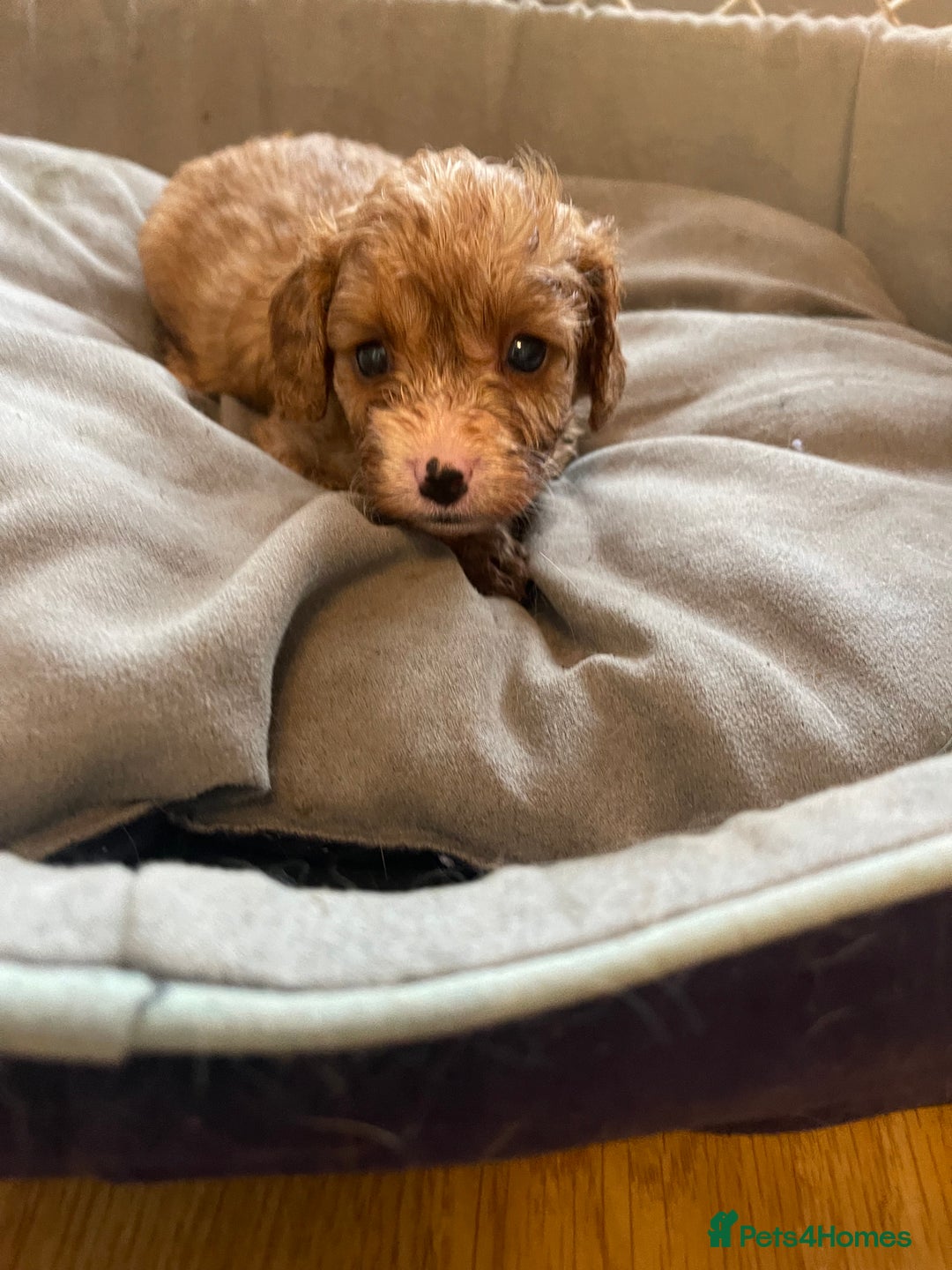 Cavapoo dogs for sale: Adorable small toy cavapoos girls and boys  - Image 15