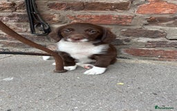 Labradoodle dogs for sale: READY NOW NOW NOW Irresistible Labradoodles  - Advert 21