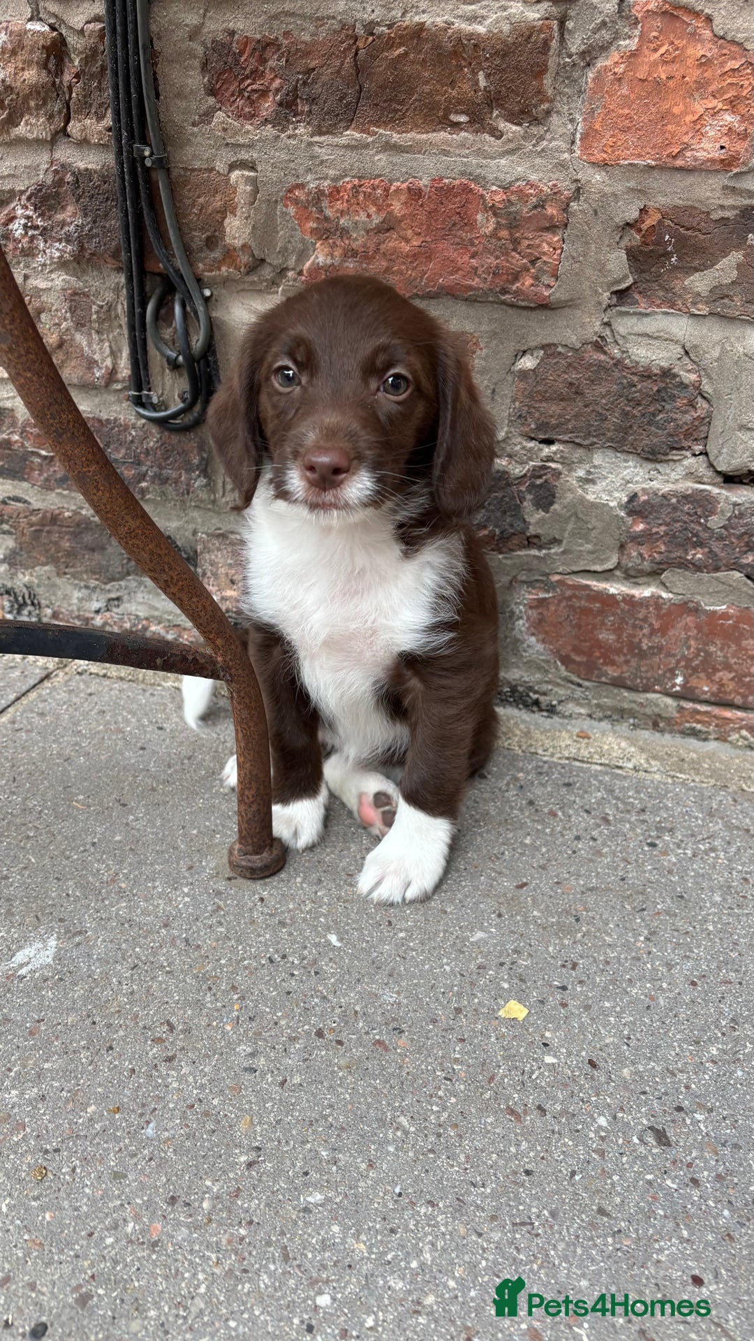 Labradoodle dogs for sale: READY NOW NOW NOW Irresistible Labradoodles  - Advert 21
