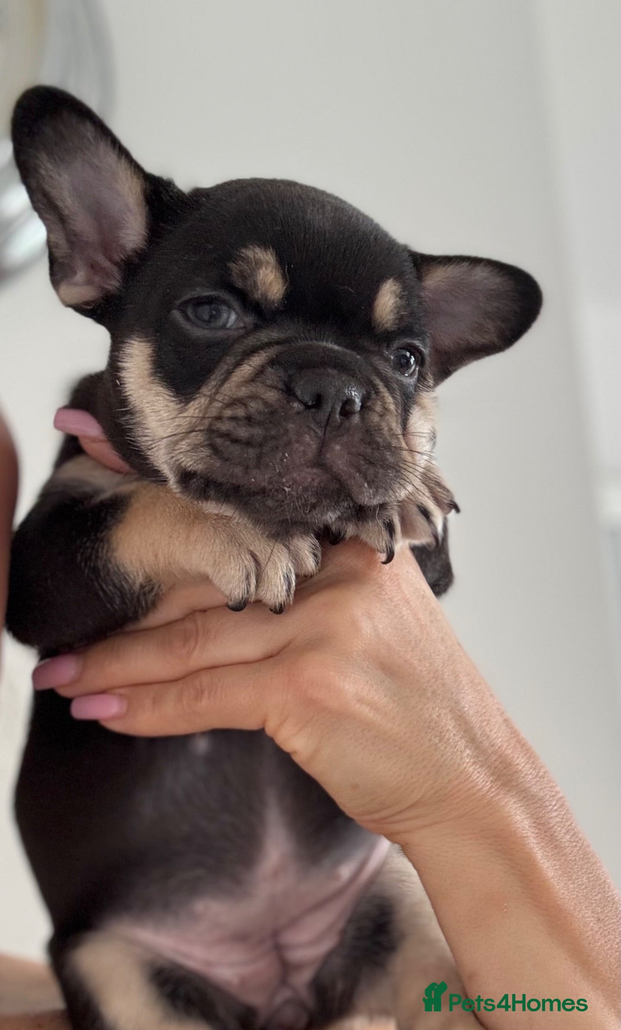 French Bulldog dogs Outstanding French Bulldog puppies  - Advert 2