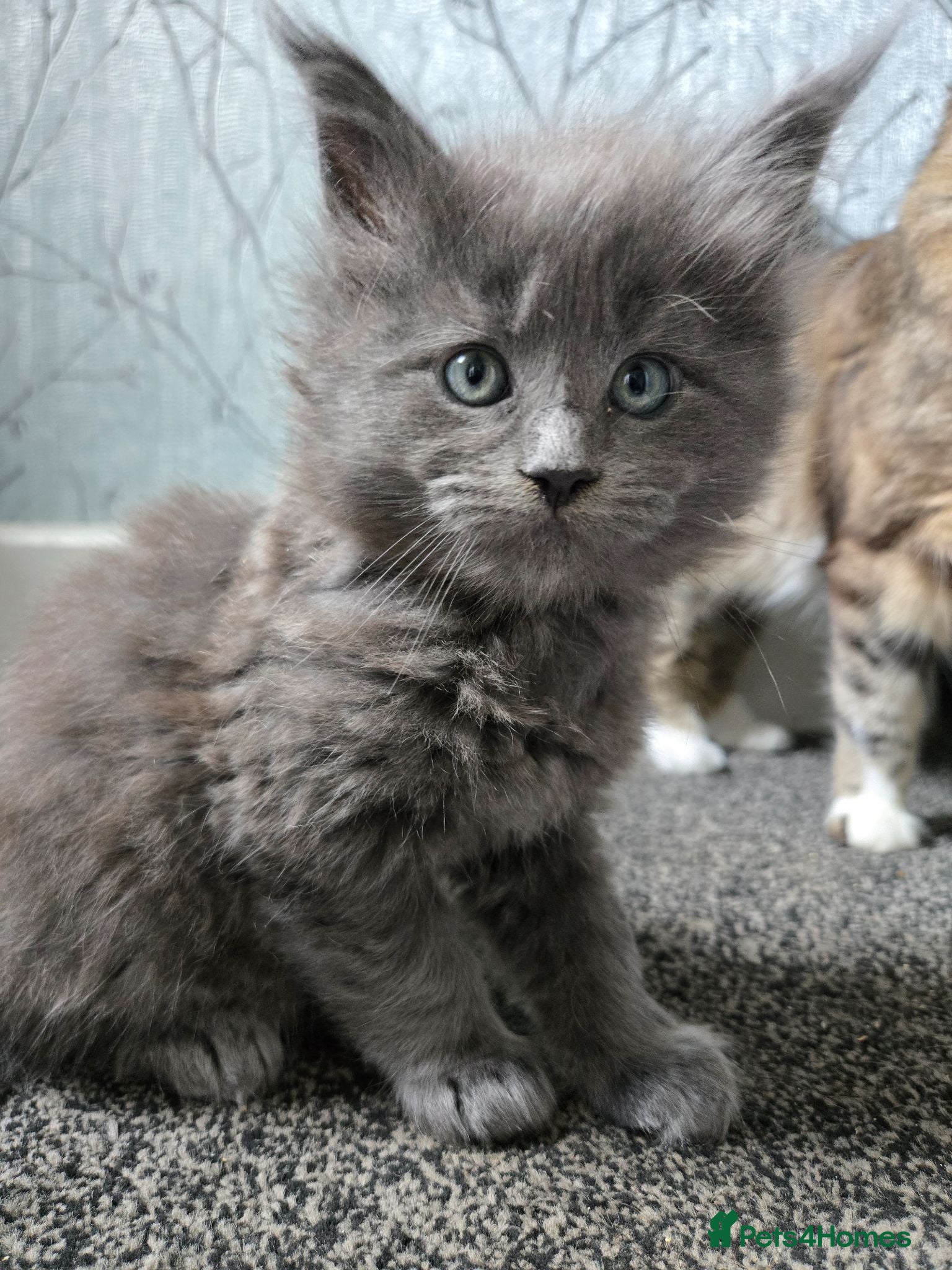 Maine Coon cats READY NOW 1 BOY LEFT Stunning maine coone kittens - Advert 5