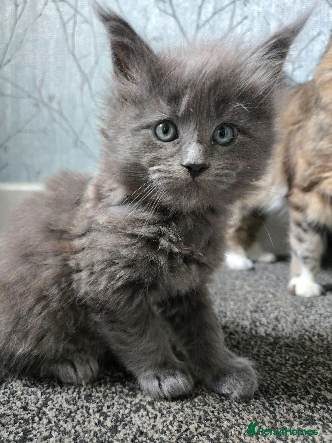 Maine Coon cats for sale: READY NOW 1 BOY LEFT Stunning maine coone kittens - Advert 1