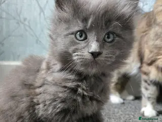 Maine Coon cats READY NOW 1 BOY LEFT Stunning maine coone kittens - Advert 5