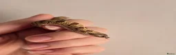 Snake reptiles for sale: Extreme Red Purple line Western Hognose CB26 - Advert 7