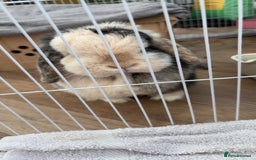 Mini Lop rabbits for sale: Female rabbit free to a good home  - Image 2