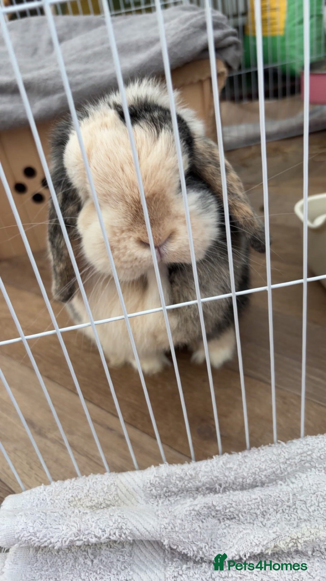 Mini Lop rabbits for sale: Female rabbit free to a good home  - Image 2