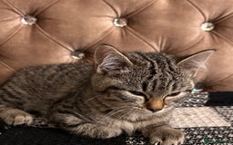 Mixed Breed cats for sale: Female mixed tabby  - Image 5