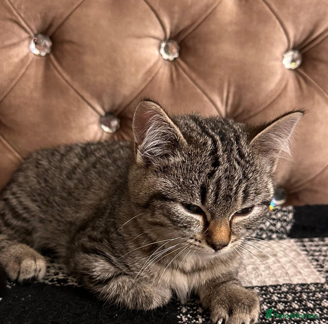Mixed Breed cats for sale: Female mixed tabby  - Image 5