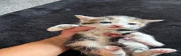 Mixed Breed cats for sale: Ready now adorable kittens - Advert 4