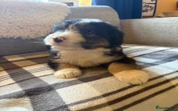 Bearded Collie dogs for sale: 💥3/4 beautiful BEARDIE BOY! 💥 - Advert 39