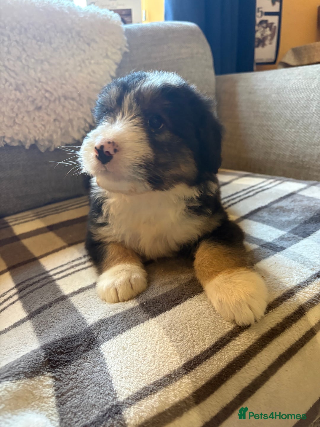 Bearded Collie dogs for sale: 💥3/4 beautiful BEARDIE BOY! 💥 - Advert 39