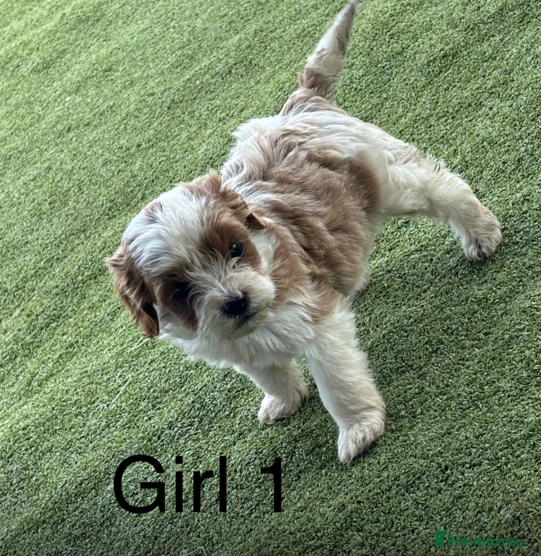 Cavapoo dogs for sale: 3 beautiful cava poo pups - Image 4