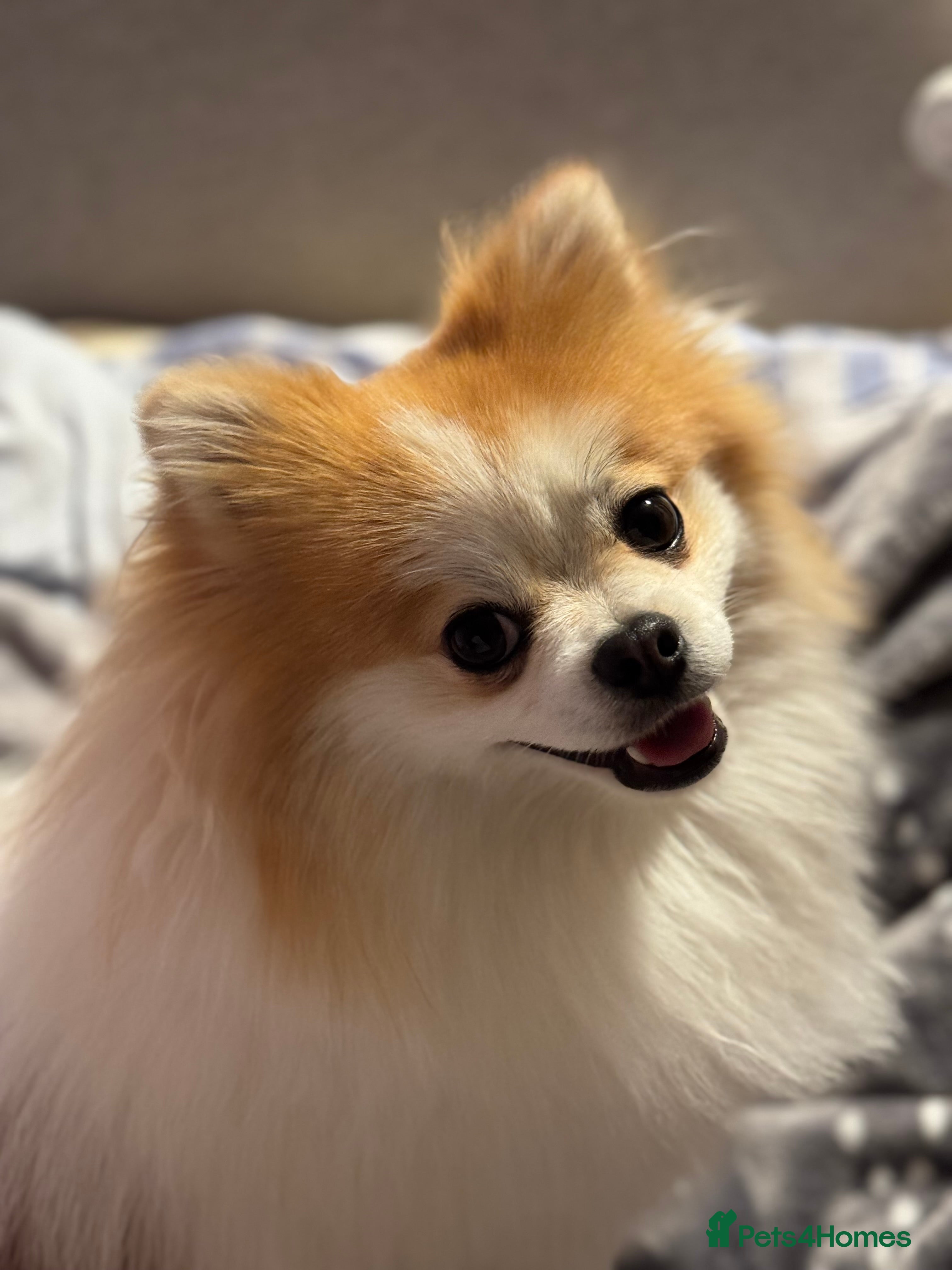 Pomeranian dogs Lover boy Romeo  - Advert 2