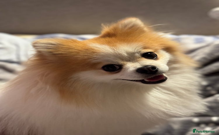 Pomeranian dogs Lover boy Romeo  - Advert 1