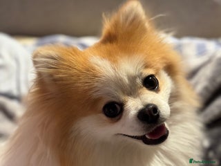 Pomeranian dogs Lover boy Romeo - Advert 2