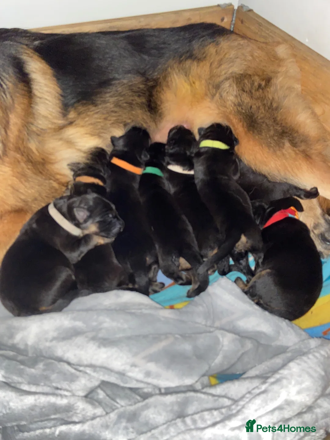 German Shepherd dogs for sale: German Shepherd Puppies – Healthy, Socialised  - Advert 2