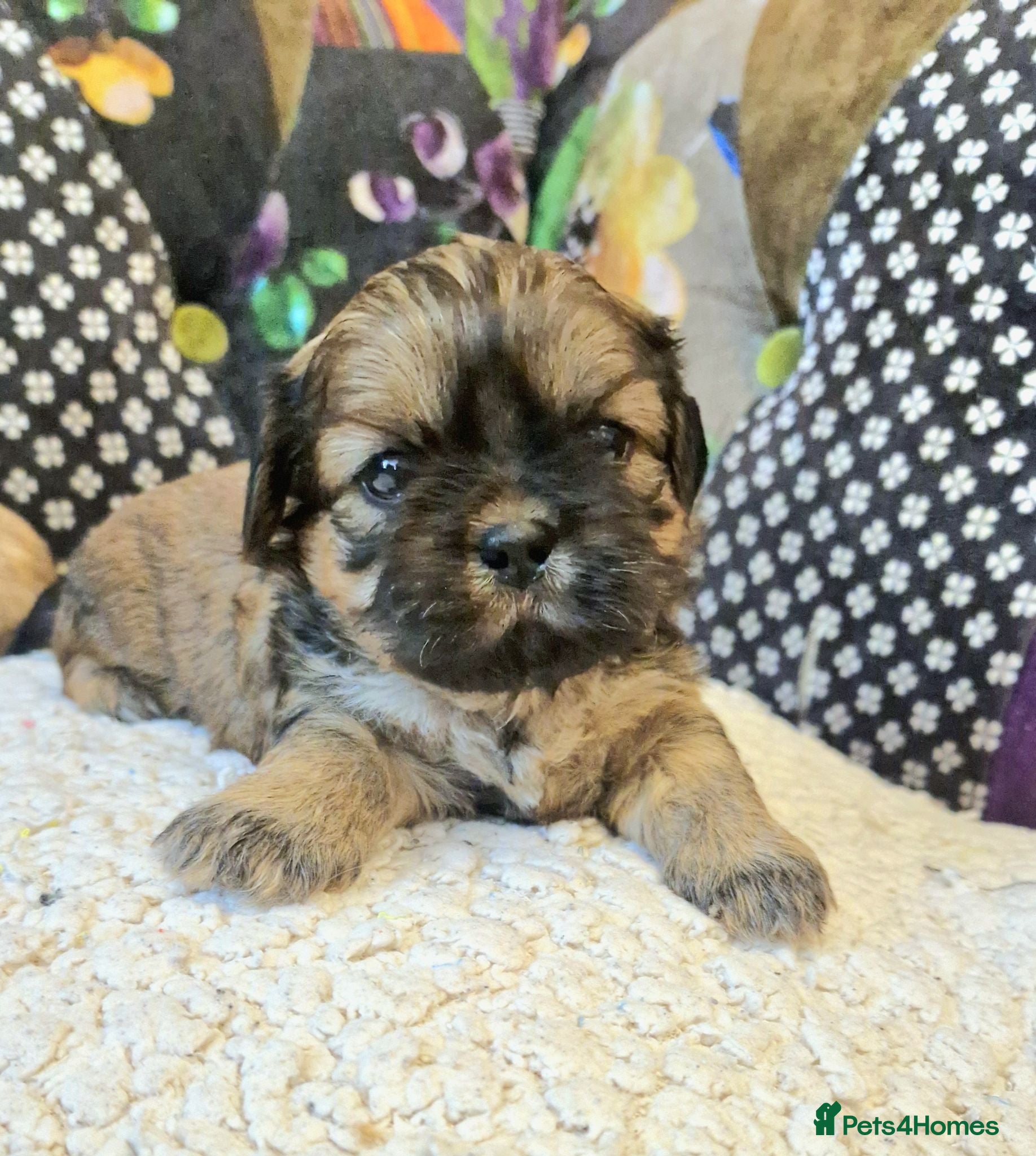 Shih Tzu dogs Shih-tzu pedigree puppies - Advert 2