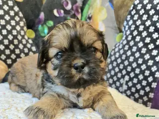 Shih Tzu dogs Shih-tzu pedigree puppies - Advert 2