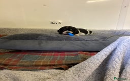 Cockalier dogs for sale: Cockalier  - Image 12