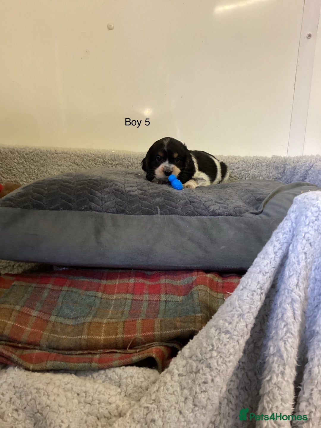 Cockalier dogs for sale: Cockalier  - Image 12