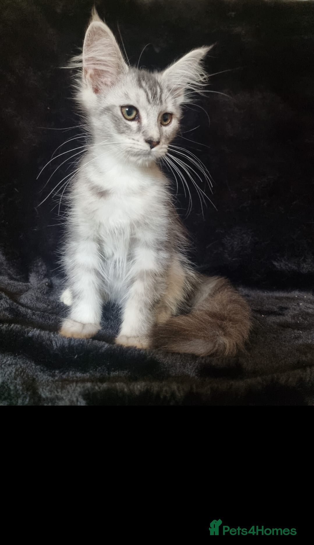 Maine Coon cats Tica Reg Maine Coone Kittens READY - Advert 2