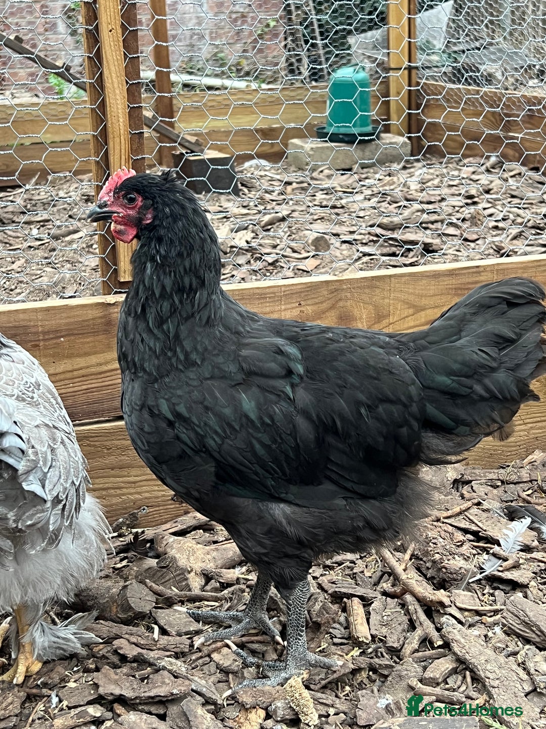 Chickens poultry for sale: Brahmas/Jersey giants - Image 6