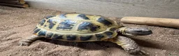 Tortoise reptiles for sale: Female horsefield tortoise in Sherborne - Advert 4