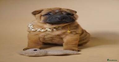 Shar Pei dogs - Advert 10