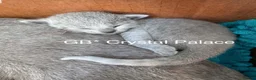 Russian Blue cats for sale: Russian Blue Full Pedigree American Champion Lines - Advert 15