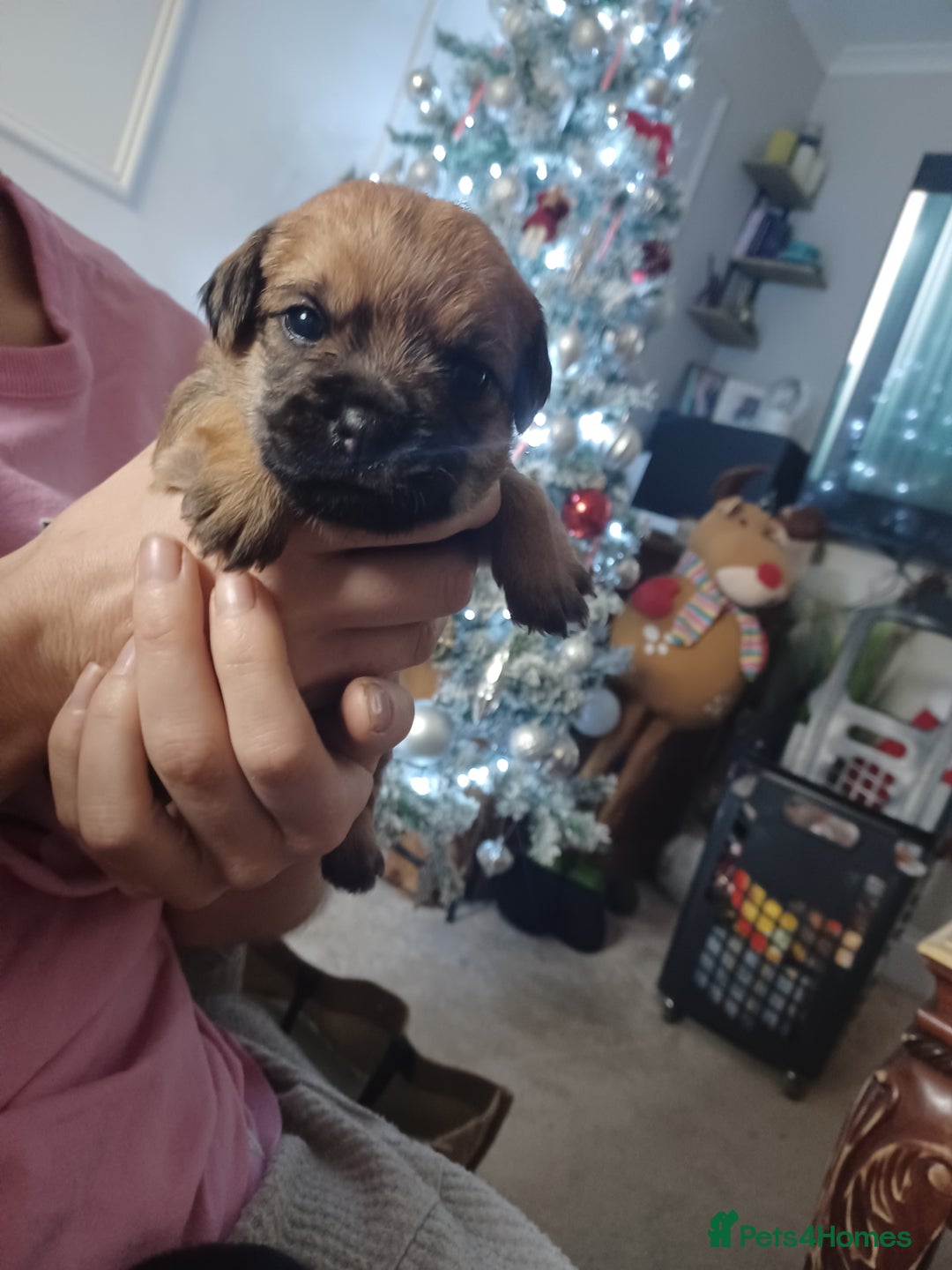 Border Terrier dogs for sale: 3 beautiful border terrier puppies - Advert 4