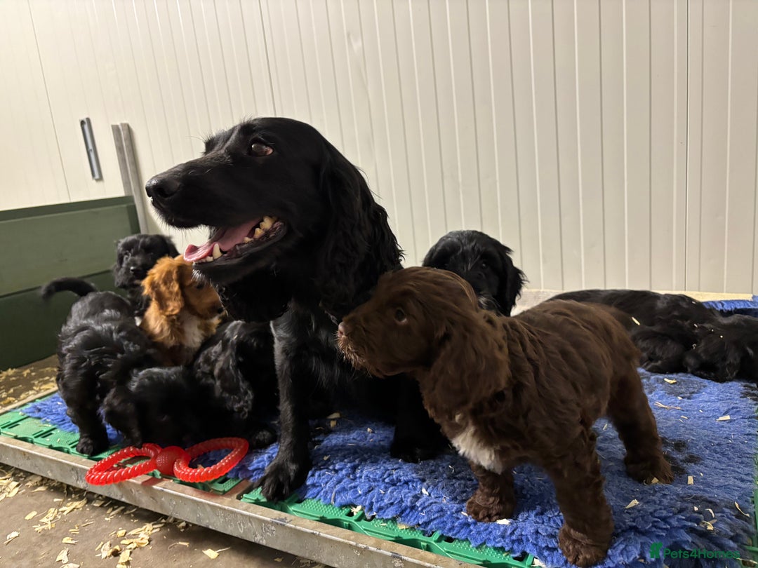 Cockapoo dogs for sale: F1 Adorable CockerPoo Puppies  - Image 22