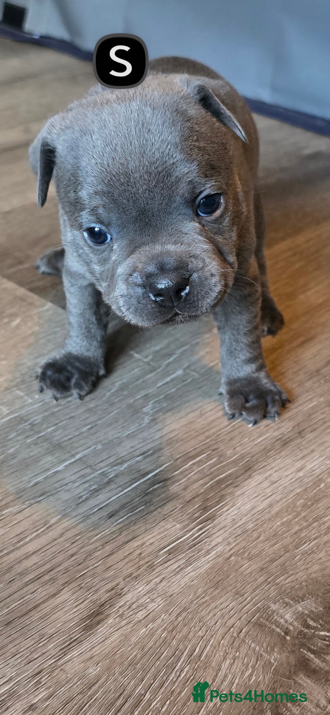 Staffordshire Bull Terrier dogs Blue Staffy Puppies 💓 - Advert 2