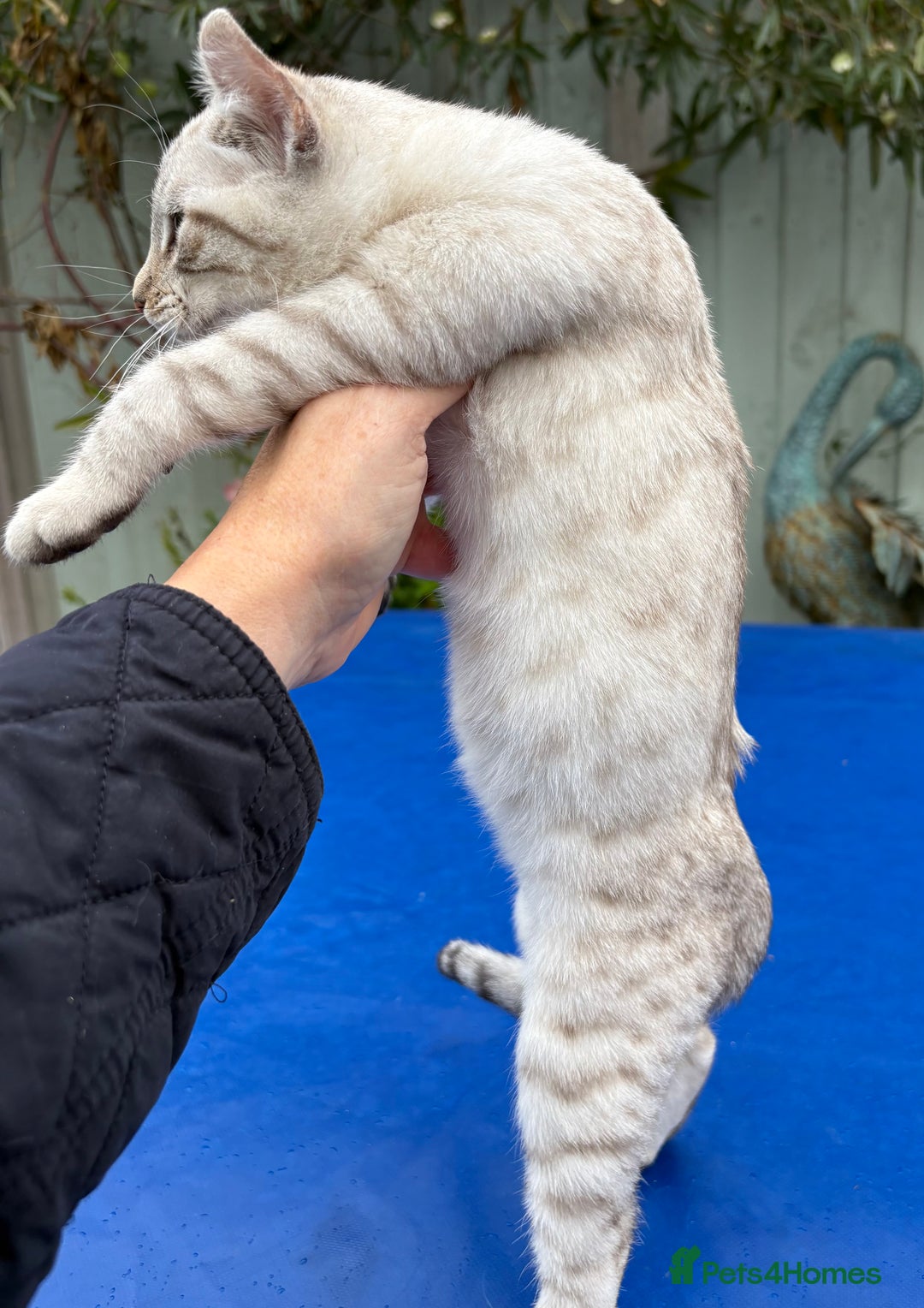 Keetso cats for sale: Gob smacking curled eared polydactyl female  - Advert 6