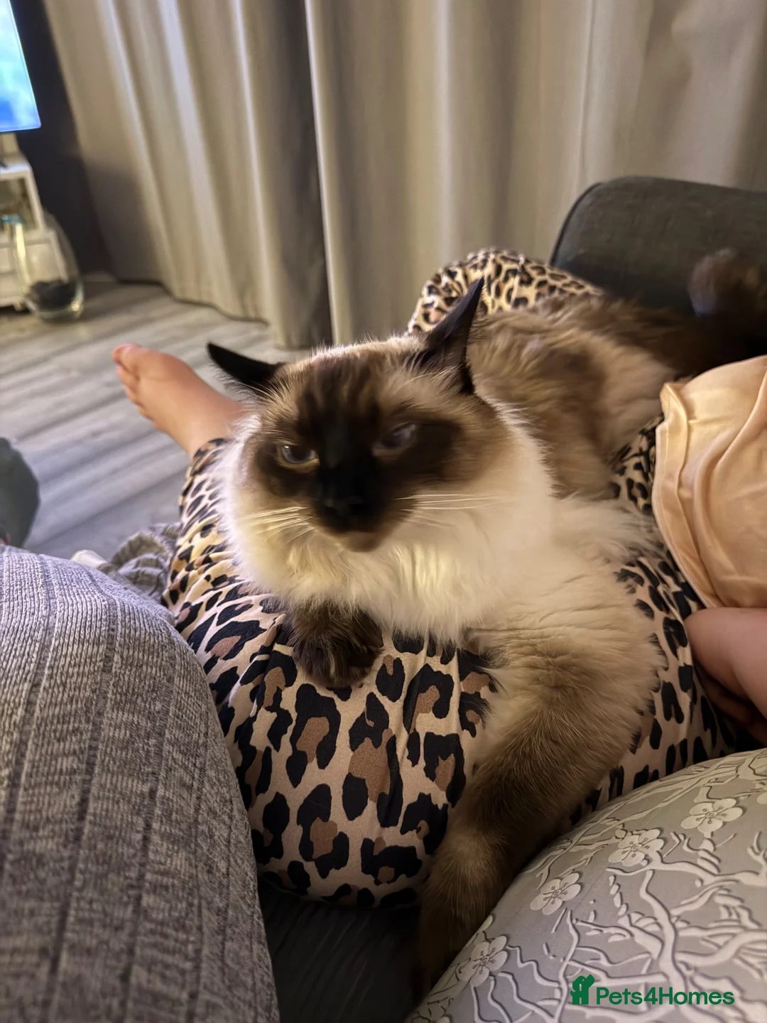 Ragdoll cats for sale: Beautiful Ragdoll brothers looking for good home  - Advert 2