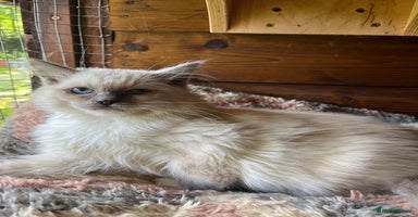 Ragdoll cats - Advert 13