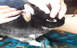 Netherland Dwarf rabbits for sale: Gorgeous bonded pair of 2 yr old Netherland Dwarfs - Image 9