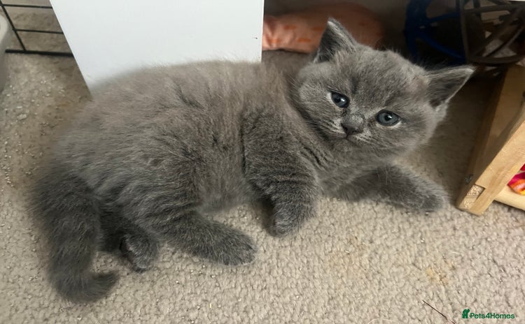 British Shorthair cats - Advert 1