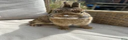 Netherland Dwarf rabbits for sale: Lovely Netherland Dwarf baby rabbits. - Advert 12
