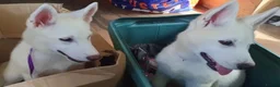 Siberian Husky dogs for sale: 1 white female husky pup 1st & 2nd Vaccines! - Advert 14