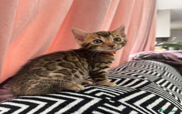 Bengal cats for sale: 💕 Pedigree Rosetted bengal kittens 💕 - Image 9