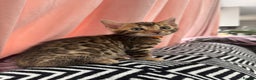 Bengal cats for sale: 💕 Pedigree Rosetted bengal kittens 💕 - Advert 10