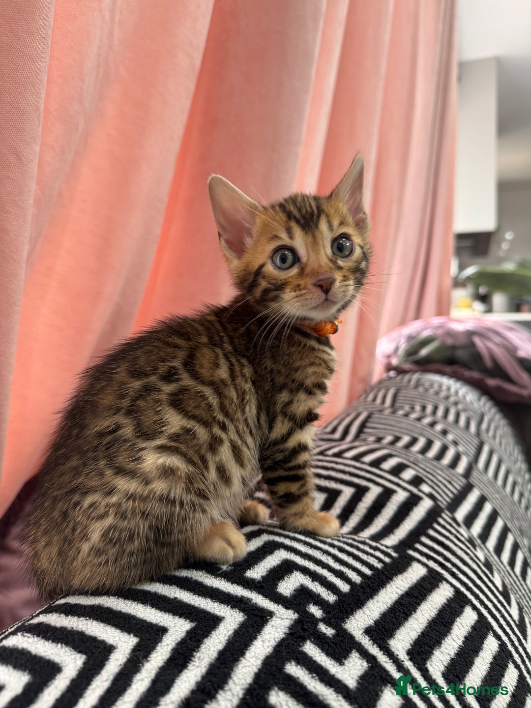 Bengal cats for sale: 💕 Pedigree Rosetted bengal kittens 💕 - Image 9