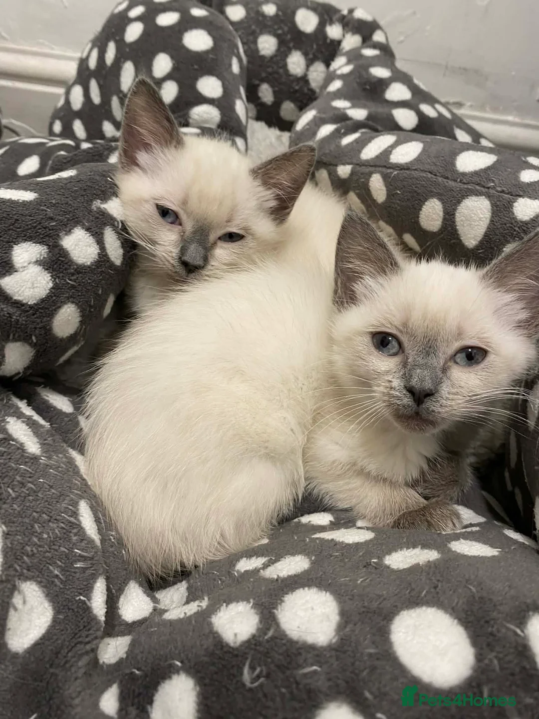 Ragdoll cats for sale: Ragdoll Kittens X British longhair - Advert 1