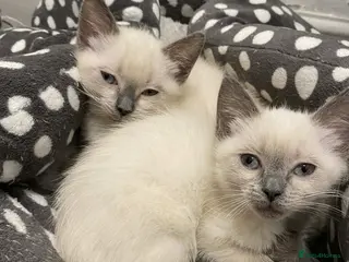 Ragdoll cats Ragdoll Kittens X British longhair - Advert 2